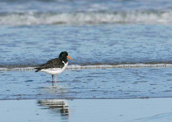 Oystercatcher Haematopus ostralegus