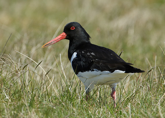 Oystercatcher Haematopus ostralegus