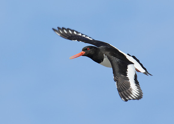 Oystercatcher Haematopus ostralegus