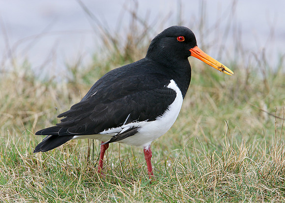 Oystercatcher Haematopus ostralegus