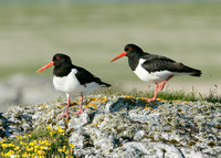 Oystercatcher Haematopus ostralegus