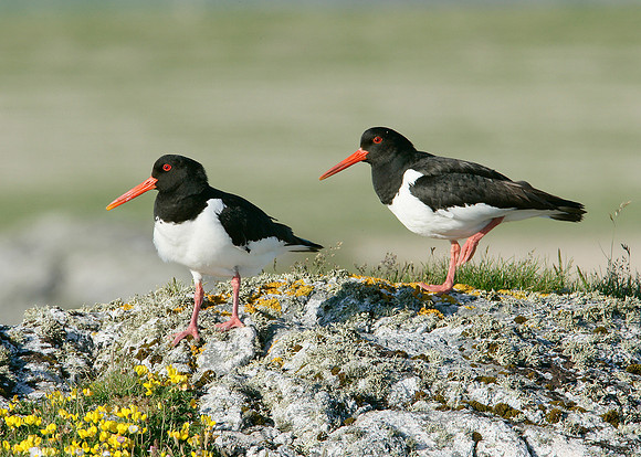 Oystercatcher Haematopus ostralegus