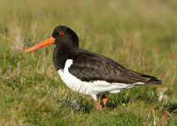 Oystercatcher Haematopus ostralegus