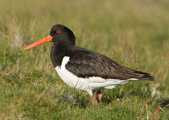 Oystercatcher Haematopus ostralegus