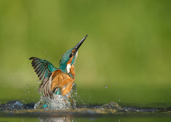 Kingfisher Alcedo atthis