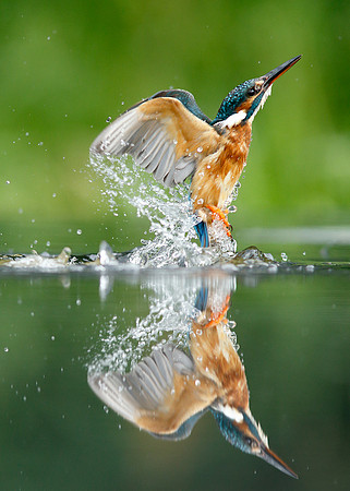 Kingfisher Alcedo atthis