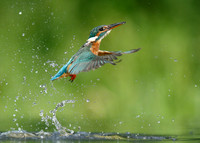 Kingfisher Alcedo atthis