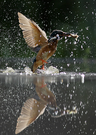 Kingfisher Alcedo atthis