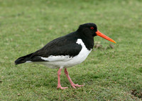 Oystercatcher Haematopus ostralegus