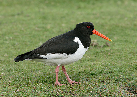 Oystercatcher Haematopus ostralegus