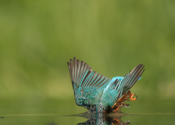 Kingfisher Alcedo atthis