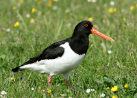 Oystercatcher Haematopus ostralegus