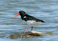 Oystercatcher Haematopus ostralegus