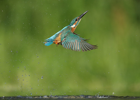 Kingfisher Alcedo atthis