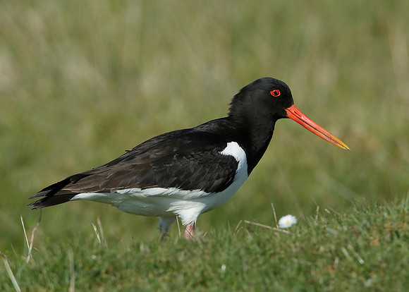 Oystercatcher Haematopus ostralegus