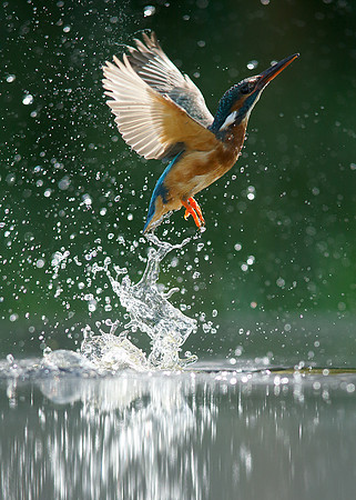Kingfisher Alcedo atthis