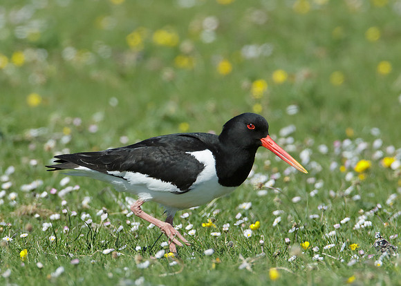 Oystercatcher Haematopus ostralegus