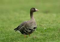 White-fronted Goose Anser albifrons