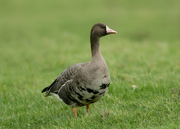 White-fronted Goose Anser albifrons