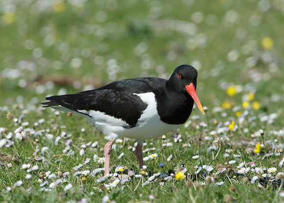 Oystercatcher Haematopus ostralegus