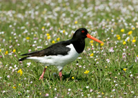 Oystercatcher Haematopus ostralegus
