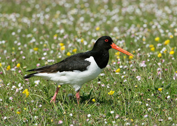Oystercatcher Haematopus ostralegus