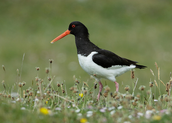 Oystercatcher Haematopus ostralegus