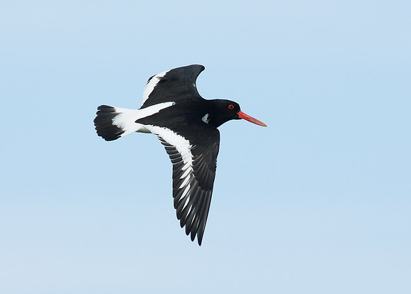Oystercatcher Haematopus ostralegus