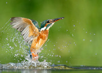 Kingfisher Alcedo atthis