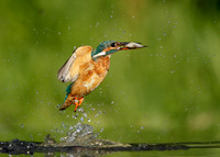 Kingfisher Alcedo atthis