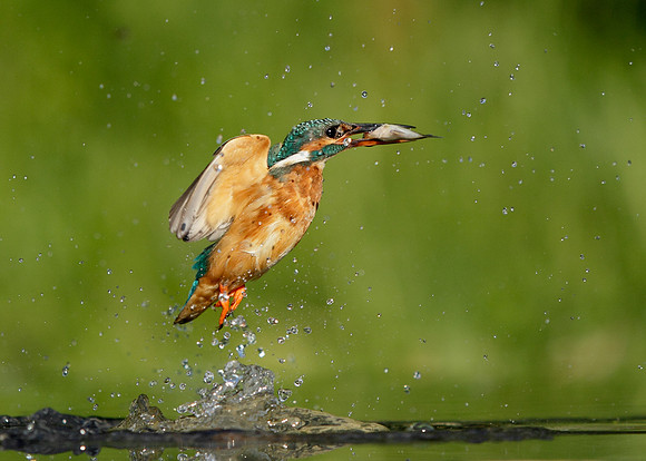 Kingfisher Alcedo atthis