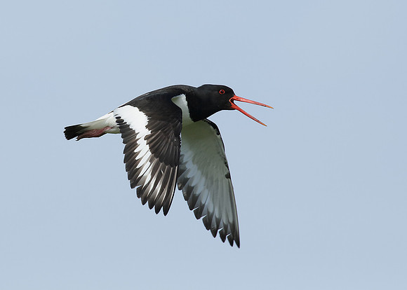 Oystercatcher Haematopus ostralegus