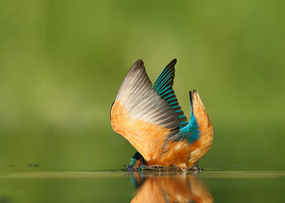 Kingfisher Alcedo atthis