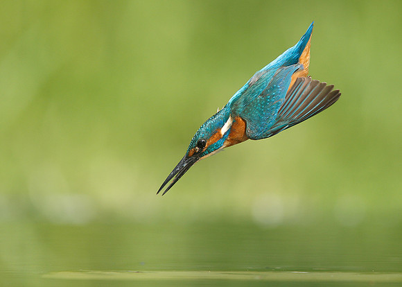 Kingfisher Alcedo atthis