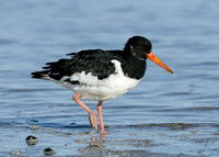 Oystercatcher Haematopus ostralegus