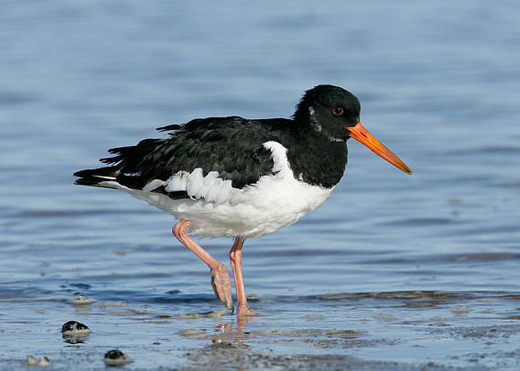 Oystercatcher Haematopus ostralegus