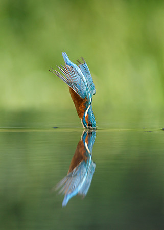 Kingfisher Alcedo atthis