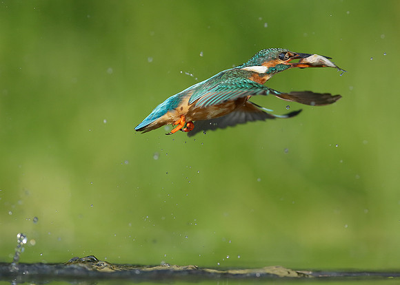 Kingfisher Alcedo atthis