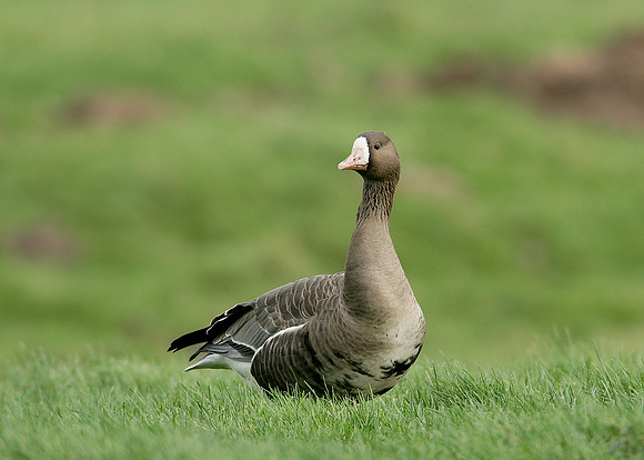 White-fronted Goose Anser albifrons