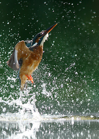 Kingfisher Alcedo atthis