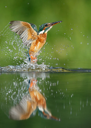 Kingfisher Alcedo atthis
