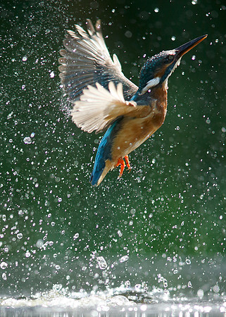 Kingfisher Alcedo atthis