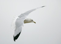 Ring-billed Gull Larus delawarensis