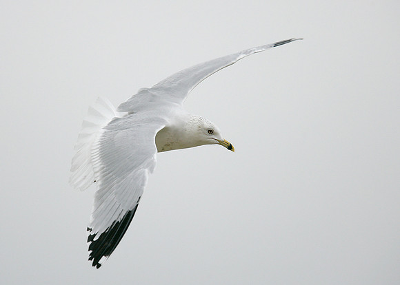 Ring-billed Gull Larus delawarensis