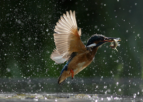 Kingfisher Alcedo atthis