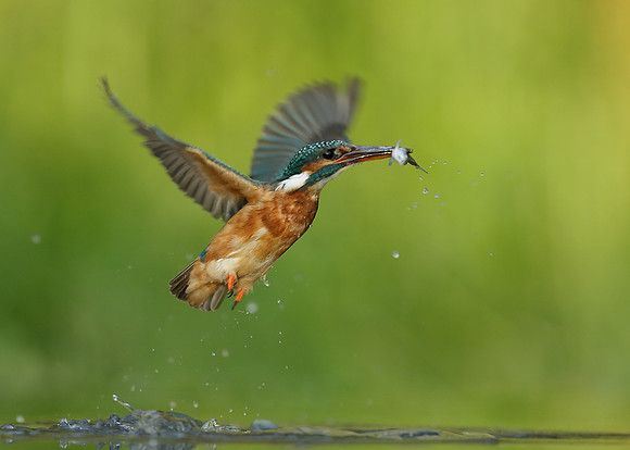 Kingfisher Alcedo atthis