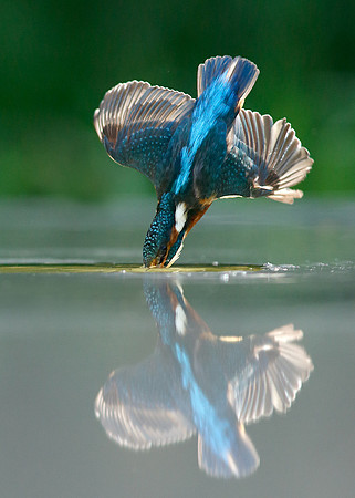 Kingfisher Alcedo atthis