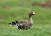 White-fronted Goose Anser albifrons