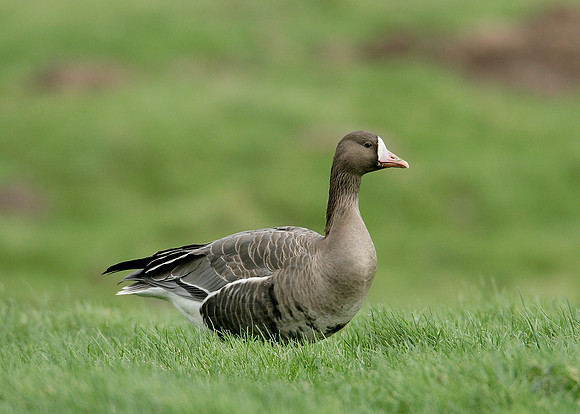 White-fronted Goose Anser albifrons