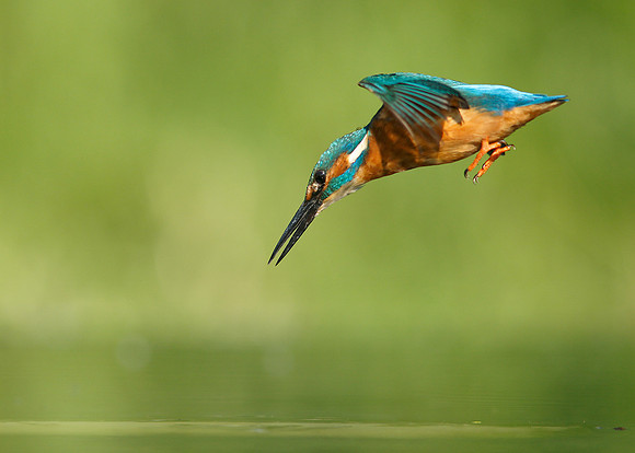 Kingfisher Alcedo atthis